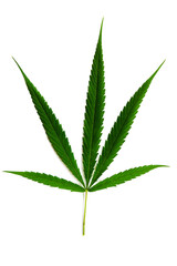 Marijuana leaves in a white background, Green cannabis leaves isolated,for asia not the same leaf