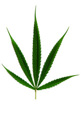 Marijuana leaves in a white background, Green cannabis leaves isolated,for asia not the same leaf