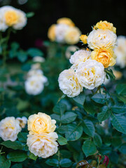 White and yellow roses on a green background