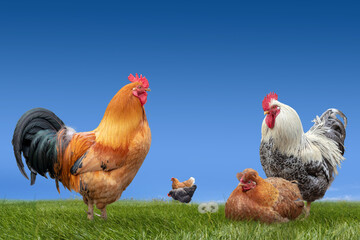 Rooster crowing chicken domestic bird group