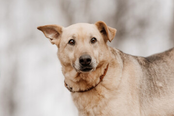 mixed breed dog with funny ears posing outdoors in a collar