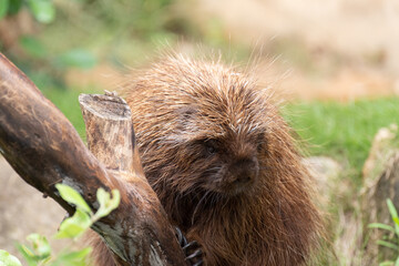 可愛いヤマアラシ