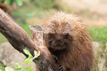 可愛いヤマアラシ