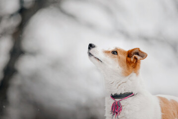 white and red mixed breed dog posing outdoors