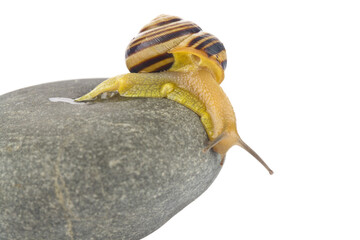 Snail on a stone isolated on a white background close-up. - obrazy, fototapety, plakaty