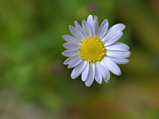 Obraz premium Closeup white petals of common daisy flower plants in garden with bright green blurred background ,macro image ,soft focus ,sweet color for card design