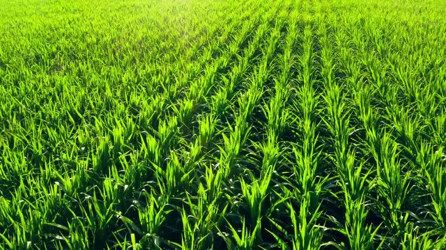 Plants field green agricultural countryside fresh farming floar
