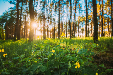 Sunset In Green Spring Forest. Green Plant Ranunculus Acris With Yellow Flowers On Background Tall Trees And Sunset In Forest