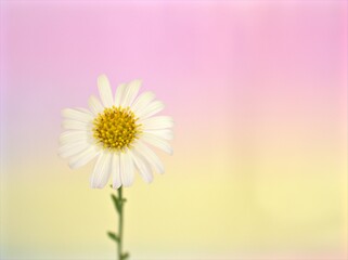 Closeup white common daisy on sweet color blurred background ,macro image , pink - yellow pastel color for lovely card design