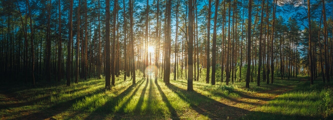 Sunset Sunrise Sun Sunshine In Sunny Summer Coniferous Forest. Sunlight Sunbeams Through Woods In Forest Landscape. Panorama Panoramic View © Great Brut Here