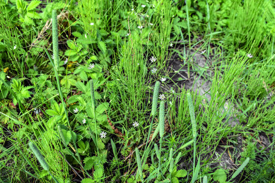 Small white Stellaria graminea florets among the green juicy young Timothy grass and common horsetail. Natural floral background with meadow plants