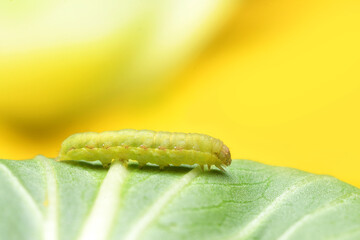 Fototapeta premium Cabbage Worm or Caterpillar on Vegetable plants.