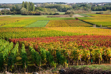 Fototapeta na wymiar vignes de la côte d'or vignes de Bourgogne