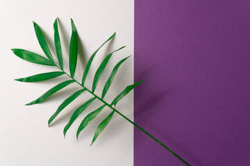 Tropical plant leaf on violet and white paper background. Flat lay, top view, minimal design template with copyspace.