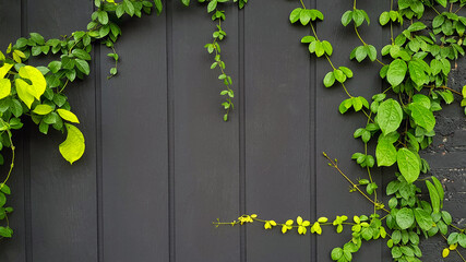 Green Vine, ivy, liana, climber or creeper plant growth on black wooden wall with copy space on...
