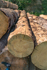 Baumschnittfläche am Holzlager für Brennholz