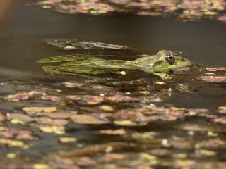 Pool frog (Pelophylax lessonae) swimming in a swampy lake