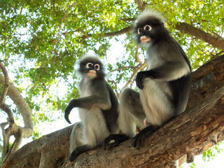 Two Dusky leaf monkey ( Spectacled langur ) sitting on tree in forest with natural green background, Prachuap Khiri Khan Province, Thailand	