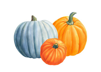 Autumn composition of pumpkins on isolated white background, watercolor illustration, clipart