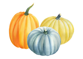 Autumn harvest, composition of pumpkins on isolated white background, watercolor illustration, clipart