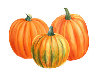 Autumn harvest, composition of orange pumpkins on isolated white background, watercolor illustration, clipart