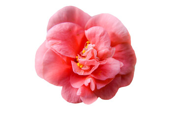 pink camellia flower isolated on white