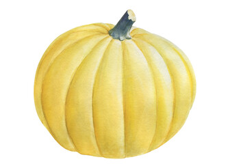 Yellow Pumpkin on isolated white background, watercolor illustration
