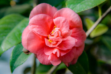 Fototapeta premium pink camellia flower in garden