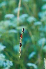 small insects beetles on a yellow spikelet