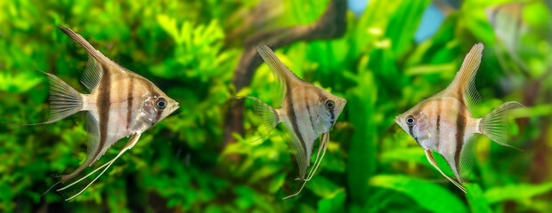 Angelfish Pterophyllum scalare