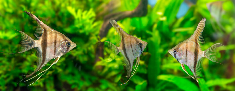 Angelfish Pterophyllum Scalare