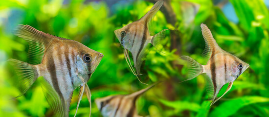 Angelfish Pterophyllum scalare