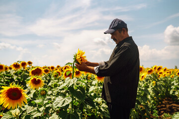 Farmer in the sunflower field. Harvesting, organic farming concept.