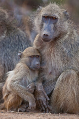 Mother baboon with little baby baboon