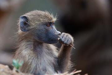 Baby baboon wild in Africa