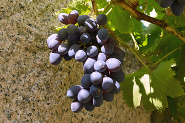 Racimo de uvas de mesa maduras en la vid con un fondo de un muro de granito. Primer plano de uvas...