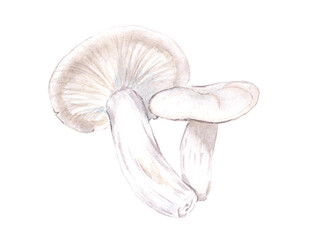 Watercolor illustration of a mushroom a pear on a white background