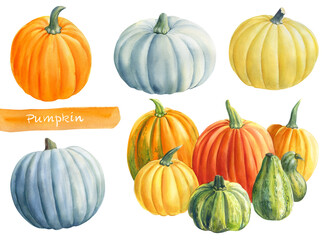Multicolored pumpkins on isolated white background, watercolor illustration, clipart