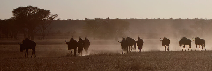 Blue Wildebeest's walking early morning