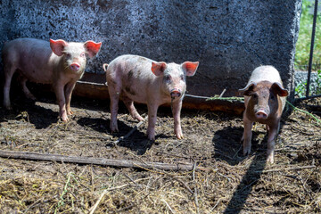 Dirty piglets grazing on a pig farm. Natural organic pig breeding. Farming. Stockbreeding.