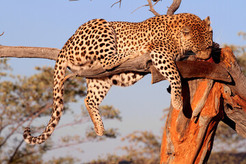 A Leopard in a tree eating meat