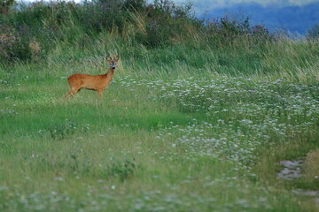 Rehbock Capreolus capreolus auf einer Wiese