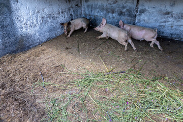 Dirty piglets grazing on a pig farm. Natural organic pig breeding. Farming. Stockbreeding.