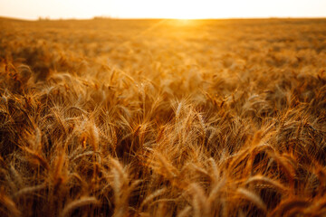Gold wheat field. Agro business. Harvesting.