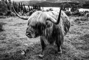 Scottish Highlands cattle