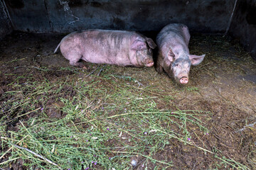 Dirty pigs and piglets grazing on a pig farm. Natural organic pig breeding. Farming. Stockbreeding.