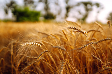 Gold wheat field. Agro business. Harvesting.
