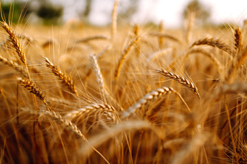 Gold wheat field. Agro business. Harvesting.