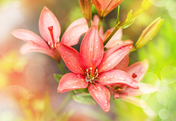 Obraz na płótnie Canvas pink lily flowers on blurred background with bokeh. summer natural background.