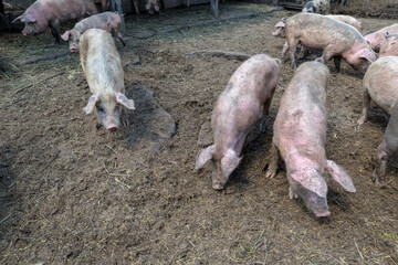 Dirty pigs and piglets grazing on a pig farm. Natural organic pig breeding. Farming. Stockbreeding.